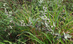 Sabicea brasiliensis