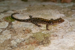 Plethodon petraeus