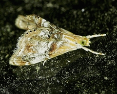 Dicymolomia grisea