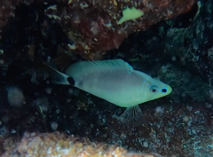 Hypoplectrus unicolor