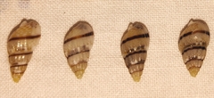 Tritia unifasciata