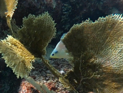 Hypoplectrus unicolor