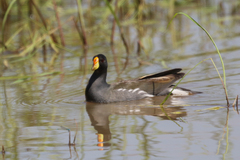 Paragallinula angulata