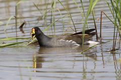 Paragallinula angulata