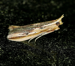 Ancylostomia stercorea