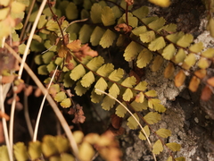 Asplenium trichomanes trichomanes