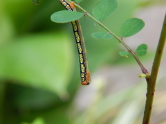 Melanchroia chephise