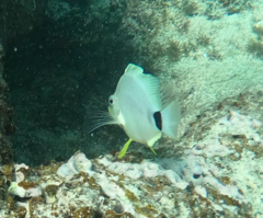 Hypoplectrus unicolor