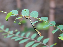 Melanchroia chephise