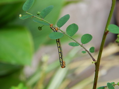 Melanchroia chephise