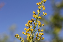 Augochloropsis tupacamaru
