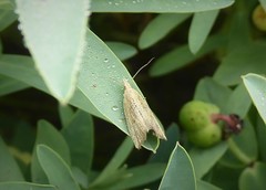 Bactra noteraula