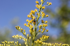 Augochloropsis tupacamaru