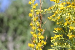 Augochloropsis tupacamaru