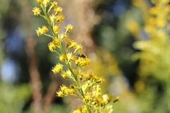 Augochloropsis tupacamaru