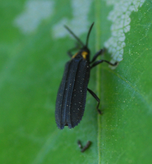 Xenochalepus maculicollis