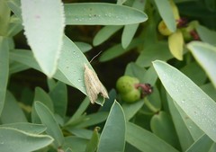 Bactra noteraula