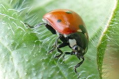 Coccinella septempunctata