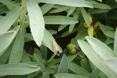 Bactra noteraula