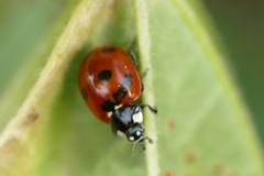Coccinella septempunctata