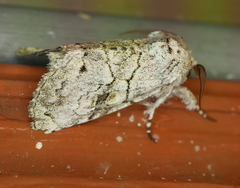 Charadra dispulsa