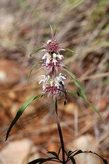 Monarda citriodora austromontana