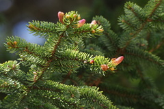 Picea glehnii