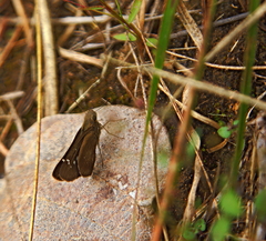 Torbenlarsenia gemella