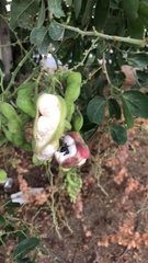 Pithecellobium dulce