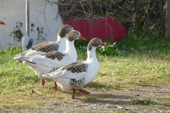 Anser anser domesticus