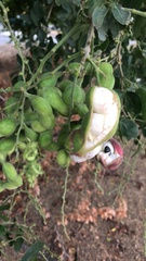 Pithecellobium dulce