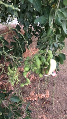 Pithecellobium dulce