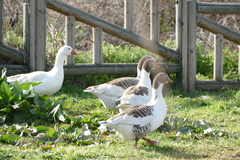 Anser anser domesticus