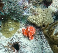 Dragmacidon lunaecharta