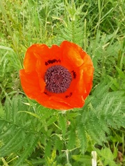 Papaver × pseudo-orientale