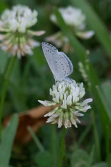 Celastrina ladon