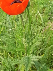 Papaver × pseudo-orientale