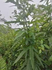 Jacobaea cannabifolia