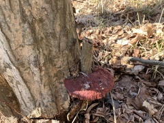 Ganoderma sessiliforme