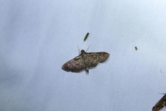 Pilocrocis