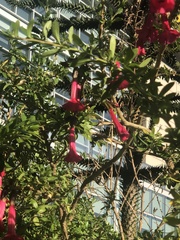 Cantua