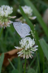 Celastrina ladon