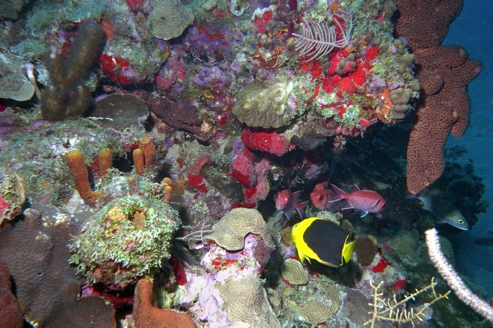 Rock Beauty from St Kitts & Nevis on May 3, 1996 by Pauline Walsh