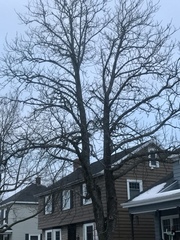 Aesculus hippocastanum