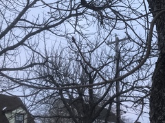 Aesculus hippocastanum