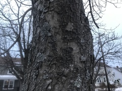 Aesculus hippocastanum