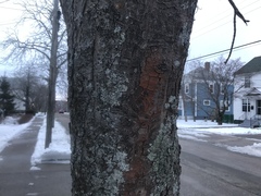 Aesculus hippocastanum