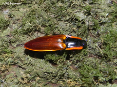 Semiotus luteipennis