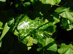 Silybum marianum