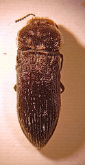 Acmaeoderella flavofasciata pilivestis